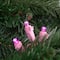 100ct Pink LED Wide Angle Valentine's Day Lights 33ft Pink Wire